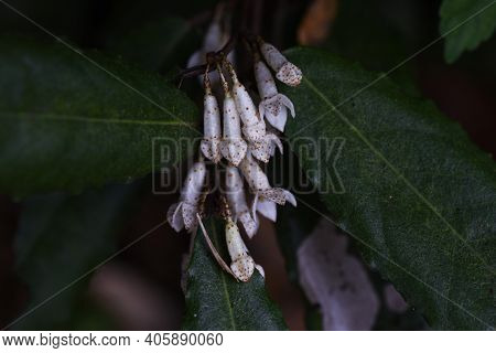 Elaeagnus Pungens Flowers In Autumn / Elaeagnaceae Evergreen Shrub