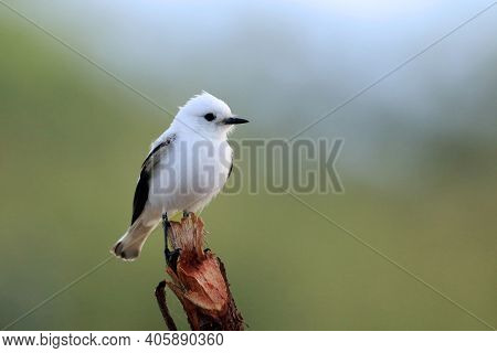 White Monjita (xolmis Irupero), Isolated, Perched On A Branch On A Blurred Background.