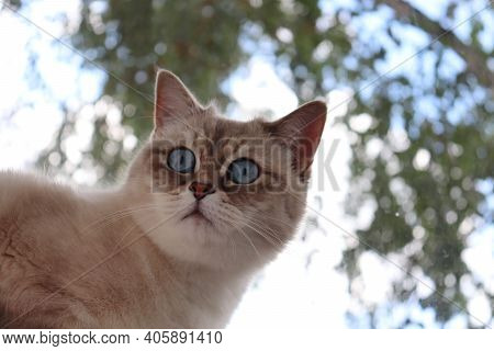 Beautiful White Cat With Blue Eyes At The Window. Neva Masquerade Siberian Cat Breed.