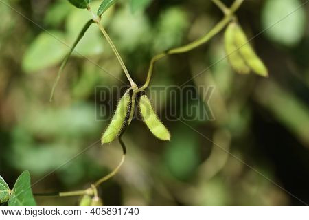 Glycine Soja In Autumn / Fabaceae Annual Vine Grass