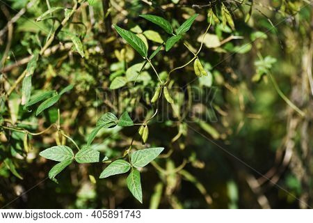 Glycine Soja In Autumn / Fabaceae Annual Vine Grass