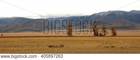 A Group Of Young Larches With Yellowed Leaves Standing In The Steppe At The Foot Of The Mountain Ran