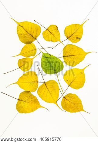 Art photo print with nature background. A green Peepal leaf placed amongt many yellow and ripen leaves. A concept for âuniqueâ or different.