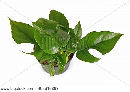 Top View Of Small Tropical Houseplant With Botanic Name Rhaphidophora Tetrasperma With Leaves With H