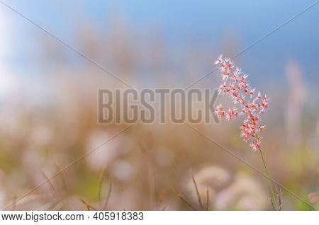 Blurred Focus Of Rose Natal Grass With Blurry Brown And Blue Color Background From Dry Leaves And Wa
