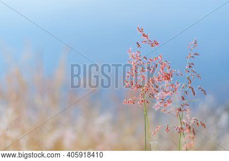 Blurred Focus Of Rose Natal Grass With Blurry Brown And Blue Color Background From Dry Leaves And Wa
