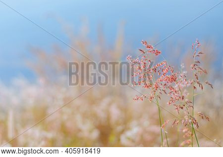 Blurred Focus Of Rose Natal Grass With Blurry Brown And Blue Color Background From Dry Leaves And Wa