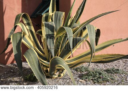 Varigotti (sv), Italy - December 30, 2017: Agave In Varigotti Village, Italian Riviera, Savona, Ligu