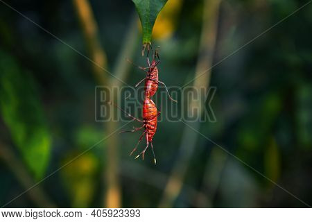 Stunning Red And Black Cotton Tree Bugs, Adults Cotton Tree Bugs Mating Photography, Nature Photogra