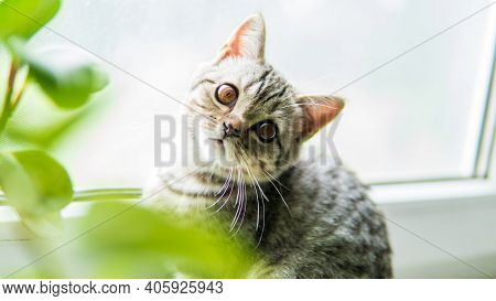 Lovable Scottish Fold Cat Window Plant Happy