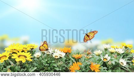 First spring wildflowers yellow, white and orange Adonis vernalis (Pheasant's eye). Sunny spring background flowers and butterflies on flowerbed. Horizontal summer banner with False hellebore flower