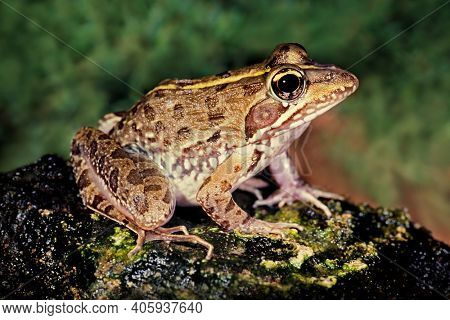 A common river frog (Amietia angolensis) in natural habitat, South Africa