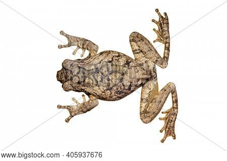 Top view of an African foam nest frog (Chiromantis xerampelina) isolated on white