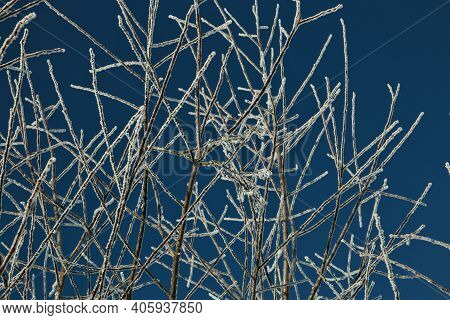 Icy Treebranches Against A Clear Blue Sky