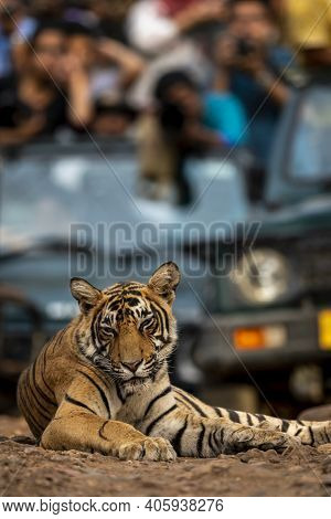 Showstopper A Wild Male Bengal Tiger Roadblock Inside A Jungle Resting On Forest Track At Ranthambor