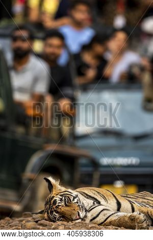 Showstopper A Wild Male Bengal Tiger Roadblock Inside A Jungle Resting On Forest Track At Ranthambor