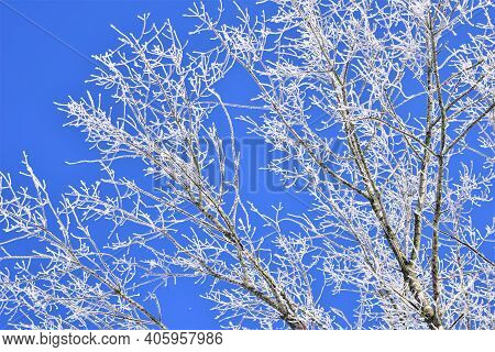 Icy Treebranches Against A Clear Blue Sky
