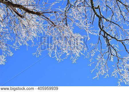 Icy Treebranches Against A Clear Blue Sky