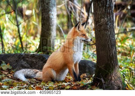 The Fox Sits Among Trees And Stones And Looks Into The Distance