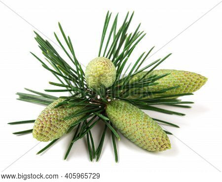 Cedrus Deodara Branch With Cones Isolated On White Background