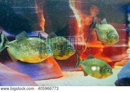 Dangerous Predatory Fish Piranha Swims In The Aquarium. Pygocentrus Nattereri.