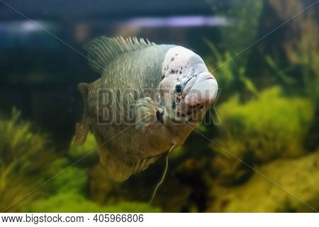 Giant Gourami Fish, Osphronemus Goramy Swims In An Aquarium.