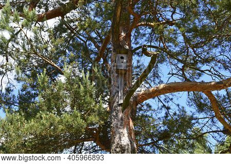 Wooden Birdhouse For Birds. The Bird House Hangs On A Tree. Accommodation For Birds. Caring For The 