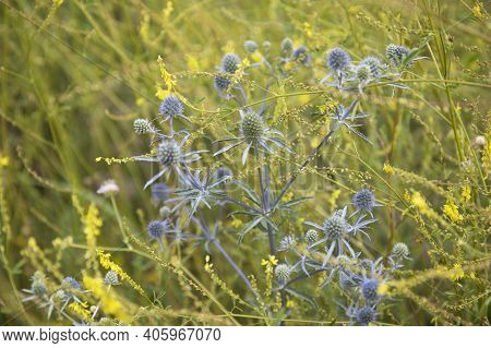 Feverweed Eryngium Planum Herbal Plant Growing In A Field