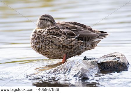 Duck, Hiding Its Beak In Feathers, Looks At The Camera