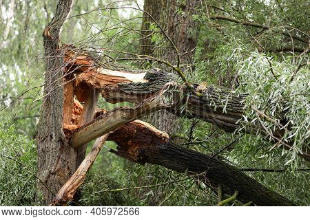 Old Tree Broken By Storm Wind. Falling Tree Accident