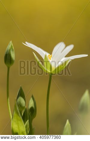 Macro Detail Of The Springtime Meadow Addersmeat Or Rabelera Holostea White Flowers And Buds With Co