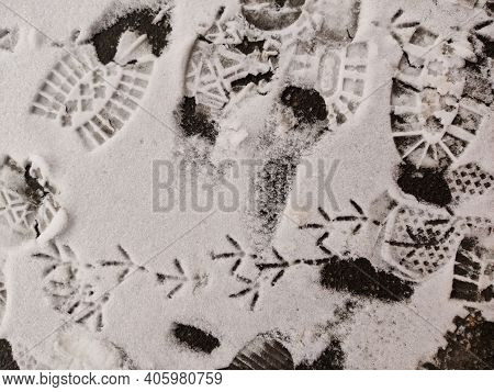 Blurred. The Footprint Of A Sole And A Birds Feet In The Snow.