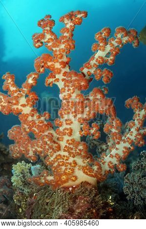 Bright Soft Tree-like Coral Of The Genus Dendronephthya Is Orange In Color With A White Trunk Agains