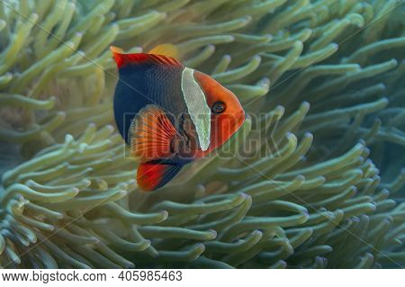 Anemone Fish With Its Anemone, Has A Very Bright Color. A Dark Body With An Orange-red Head And Fins