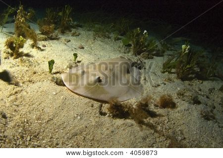 Lesser Electric Ray