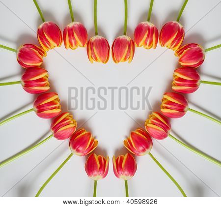 Tulipán srdce
