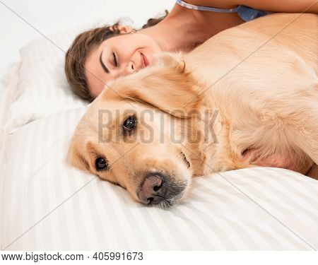 Serious Golden Retriever Dog Sleeping On The Bed. Dog Covered In White Blanket. Spanding Time At Hom