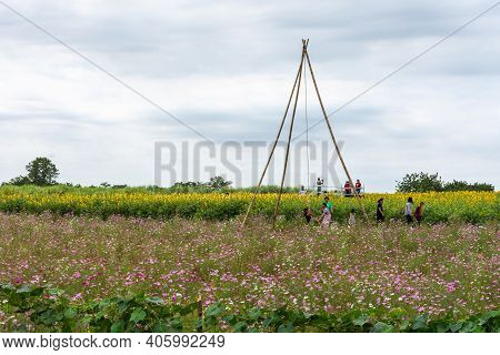 Nakhonsawan, Thailand - December 2018: Flowers Farm In Rural, Where Is Travel Destination Opened For
