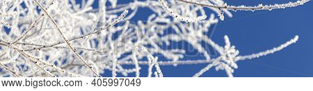 Banner Winter Landscape. Branches Of Trees Covered With Frost On Blue Sky Background. Soft Focus
