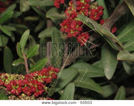Web en las flores