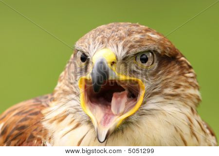 Screaming เหยี่ยว (butea Regalis) ferruginous
