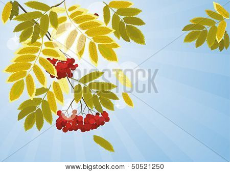 Autumn Leaves Of Mountain Ash