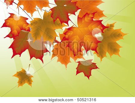 Autumn Maple Leaves