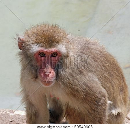 Deep And Meaningful Look Of A Macaque Monkey