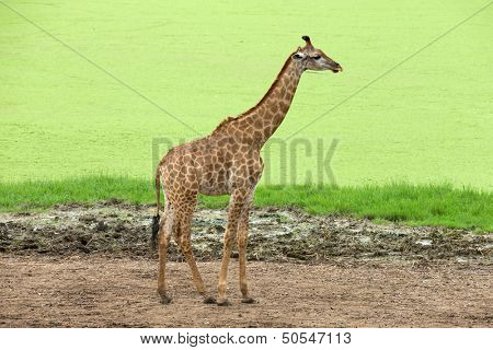 giraffes in the zoo safari park