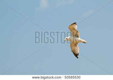 Seagull In Flying