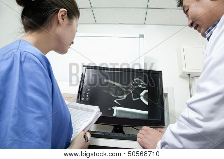 Veterinarians looking at animal's x-ray