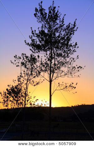 Alberi nel tramonto
