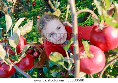 Apple orchard - cute girl picking red apples into the basket