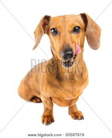 Dachshund dog feel yummy